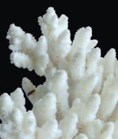 podobá mořskému korálu se spoustou dutinek a pórů. Zajišťuje se tím rychlá a intenzivní výměna vlhkosti mezi omítkou a okolím.