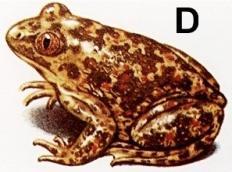 obojživelník, celý život ve vodě Konce