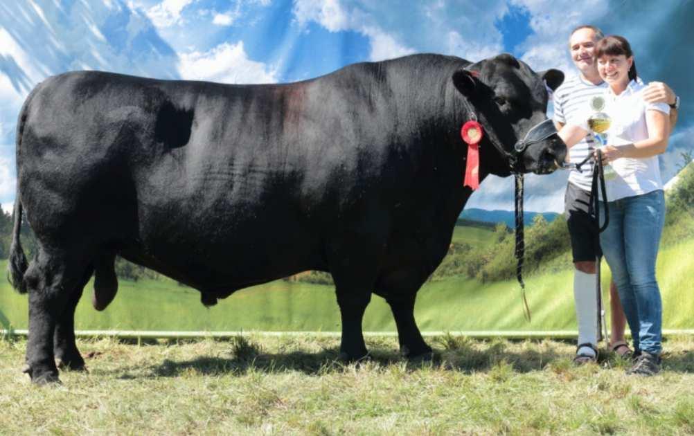 Býk, který vyniká růstovou schopností zejména v 200 a 400 dnech.