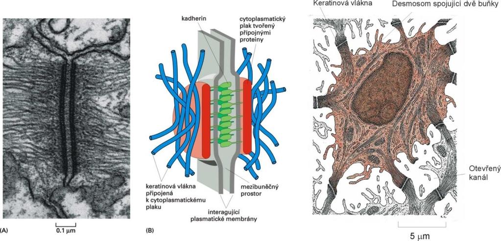 Desmosomy (macula adherens) desmosom pevné spojení buněk na exponovaných místech, např.