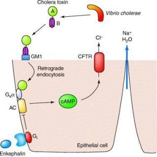 Action of cholera toxin A, B (cholera toxin subunits); GM1 (GM1 ganglioside receptor); G s α (G protein);