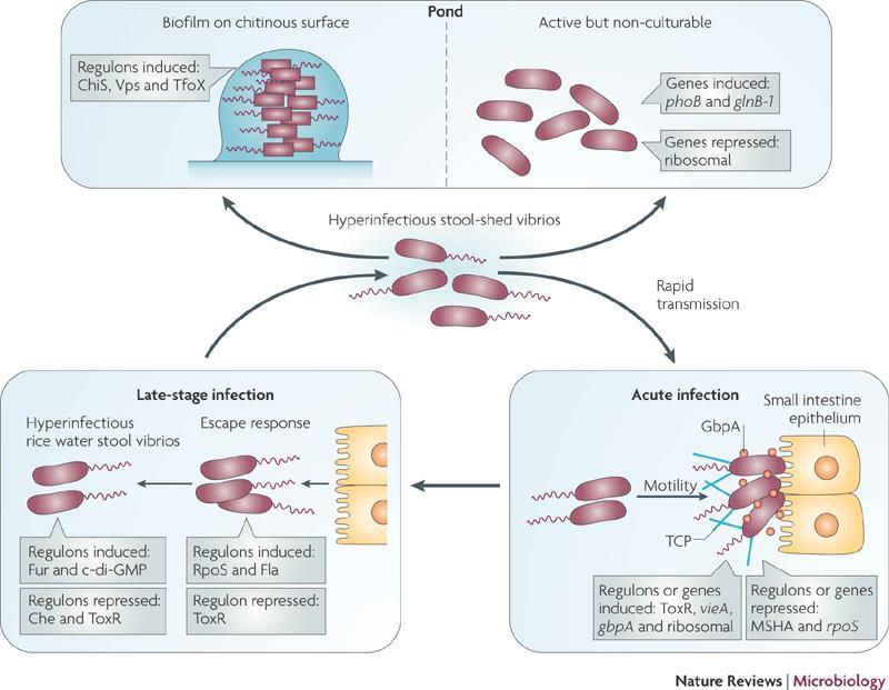 Calderwood & Andrew Camilli Nature Reviews Microbiology