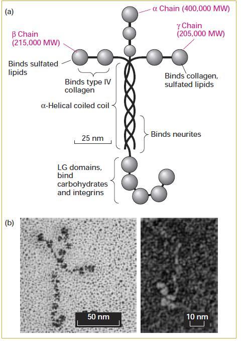 Laminin
