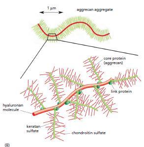 Proteoglykany, agrecan