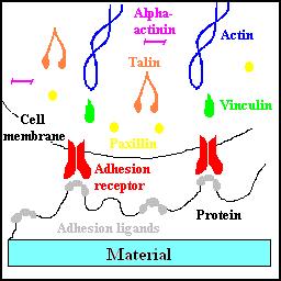 Bacakova L et al. Biotechnol Adv.
