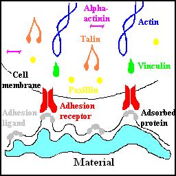 differentiation on materials designed for body implants.