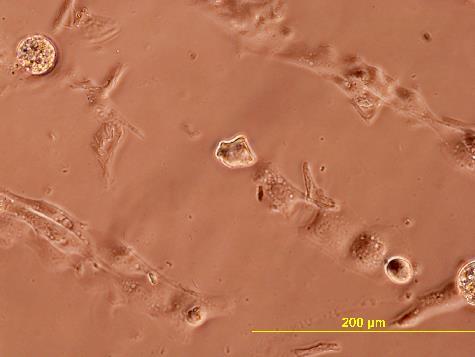Contact Angle (º) 90 80 70 60 50 40 30 20 10 0 Acrylic Acid