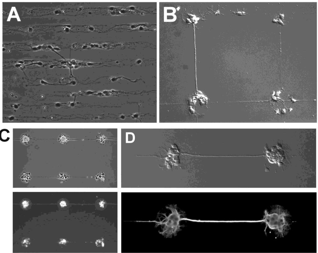 Mikrodomény pro orientovaný Polylysinové domény na PEO růst neuronů A: 10-20 μm proužky B: 70 μm kruhové domény + čáry 2x