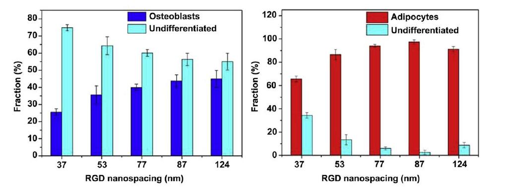 Vliv vzdálenosti nanostruktur na diferenciaci MSC Wang et al.
