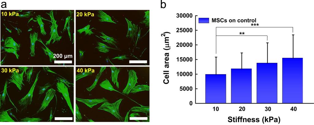 Vliv tuhosti materiálu na morfologii buněk Lee J et al.