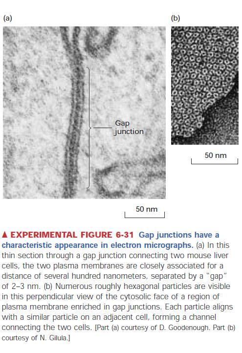 Gap junctions- mezerový spoj 2-4 nm štěrbina mezi buňkami, velikost porů je 1,5 nm, pro průchod malých molekul do 1200 Da