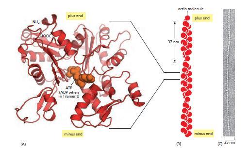 Aktinový cytoskelet α-aktin - u svalových buněk β-aktin a