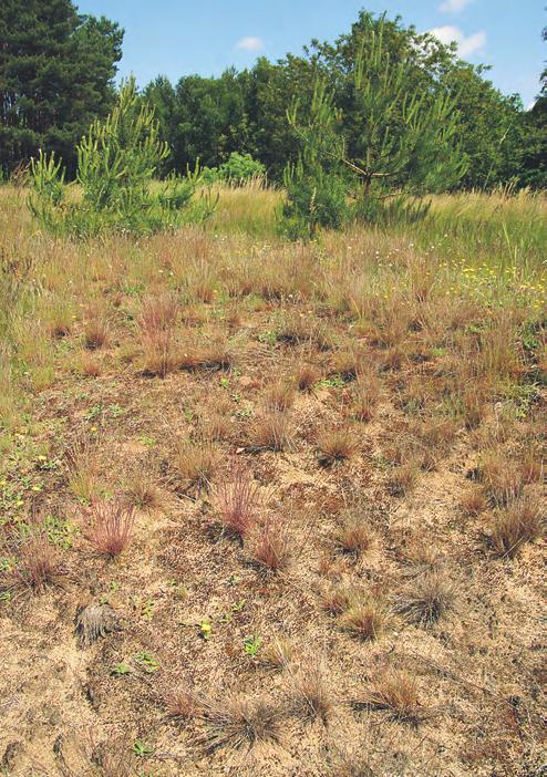 Pionýrská vegetace písčin a mělkých půd (Koelerio-Corynephoretea) 326 druhy cévnatých rostlin na ploše 16 25 m 2.