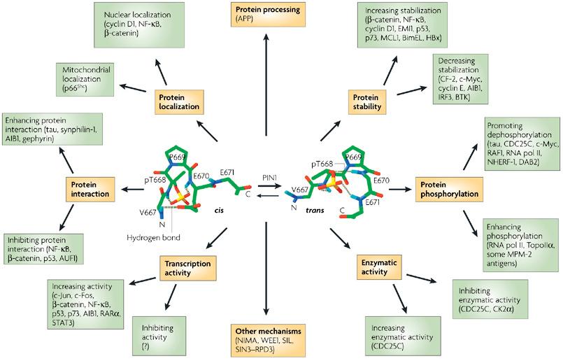 Pin1 has major effects on its substrates, altering their activity, stability, state of phosphorylation, interactions with other proteins and subcellular localization.