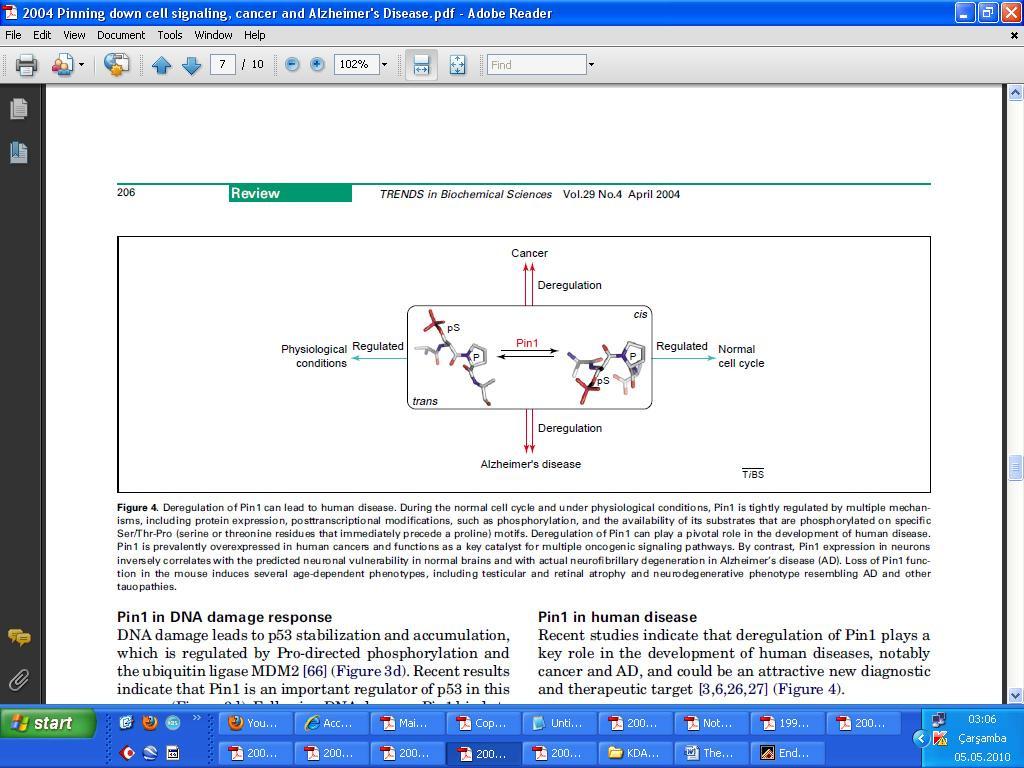 It is shown that Pin1 conversion of p-thr 231 tau to its trans isomer both restores the ability of p-tau to sustain microtubule assembly [34] and also enables its dephosphorylation by PP2A, which is