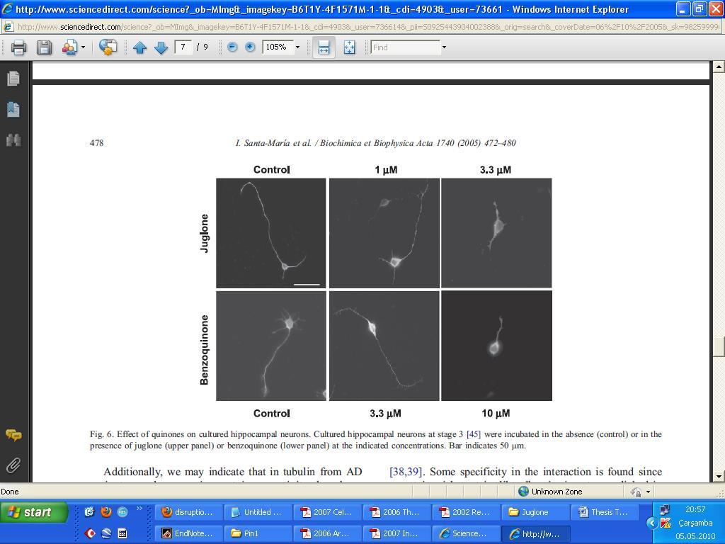 The same study also suggests that β-catenin activation functions in neural precursors to influence the decision to re-enter the cell cycle rather than differentiate during the course of mamalian