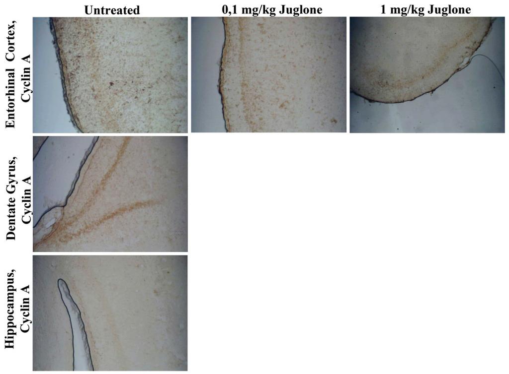 receiving 0,1 mg/kg and 1mg/kg.