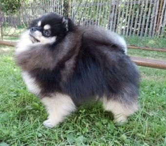 e-mail: shary.novak@centrum.cz ENRICO GREY WOLF Střípek snů vlkošedá 22 cm T zuby: PN - P2, LD- P1, P4 CMKU/NS/1184/12 *23. 06. 2012 Zdravotní testy: PL 0/0, Lokus B: B/B o: Ch.