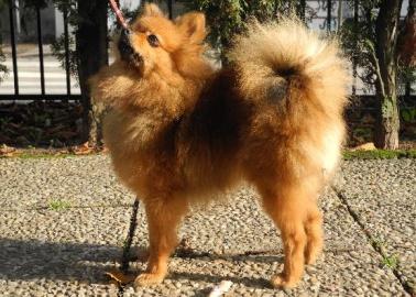 ISABELL z Tolštejnského panství orange sable 22 cm T zuby: P1 - PN, PD, LD CMKU/NS/11918/12 *11. 08.