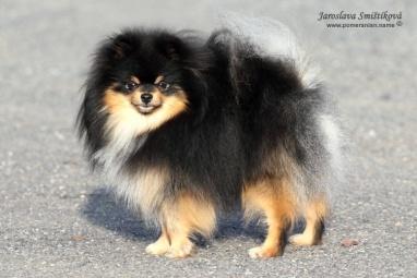 LOTTY Jakaten vlkošedá 21,5 cm T skus:nůžkový zuby: 4X P1 CMKU/NS/11498/11 *09.12.