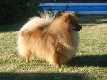 724 948 245 e-mail: eva.duskova@iol.cz KAIRO Sandiré orange sable 26 cm M CMKU/NS/11959/12 *14.09.