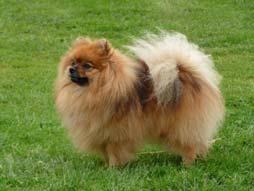e-mail: werunka1985@gmail.com SIMBA Kaveta Bohemia orange sable 26,5 cm M zuby: P1-4x, P3 - PD, LN, LD CMKU/NS/ *23. 02.