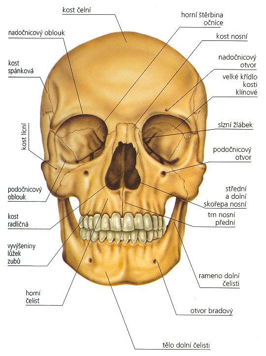 Lebka kostra hlavy dělí se na část obličejovou a mozkovou chrání mozek jediný kloub dolní