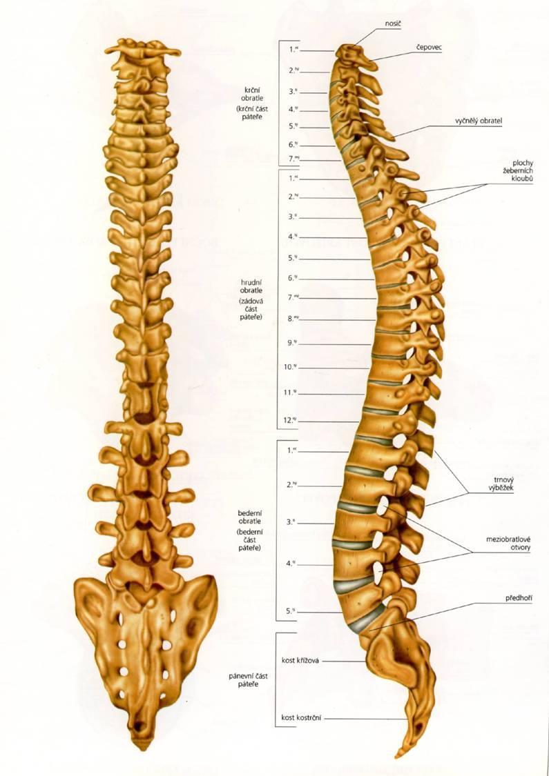 Páteř je složená z obratlů a meziobratlových plotének chrání