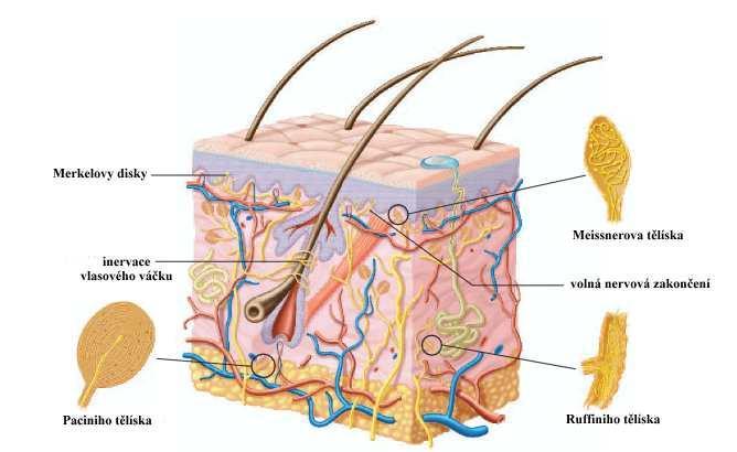 PŘÍLOHY Příloha 1. Koţní mechanoreceptory, převzato z Fox, 2004, s. 245. Věk Měřená arteria Tapovaná Průtok před Průtok po /pohlaví oblast aplikací (cm/s) aplikací (cm/s) 38/Ţ a. radialis dx.