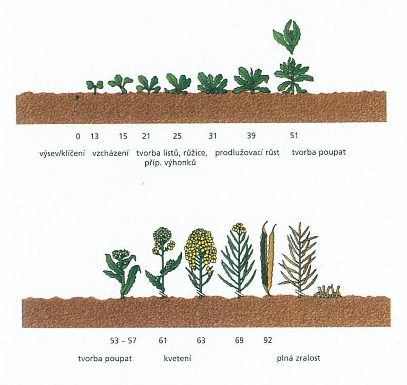 Obrázek 3: Fenologická stupnice BBCH pro řepku ozimou (Baranyk a Fábry, 2007) 2.5.4 Tvorba výnosu Výnos je produktem fotosyntetické výkonnosti porostu.
