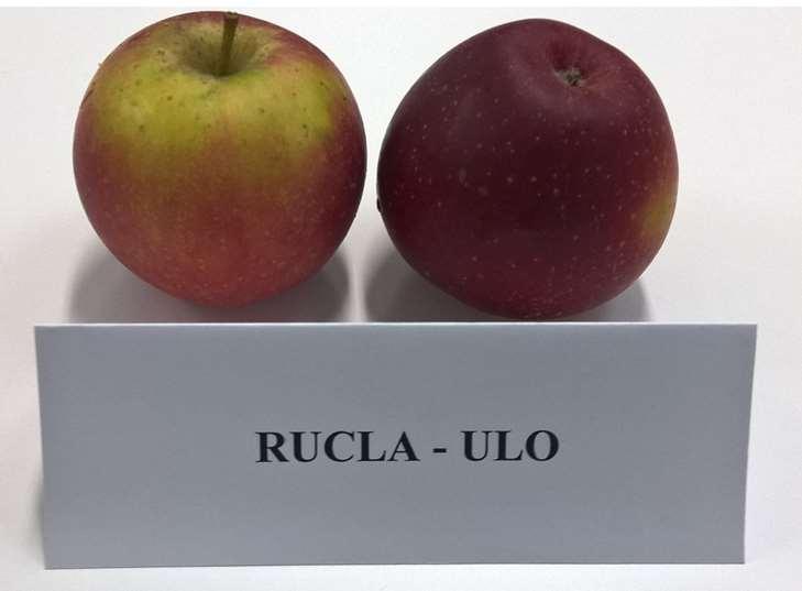Plody odrůdy 'Rucla' při skladování v