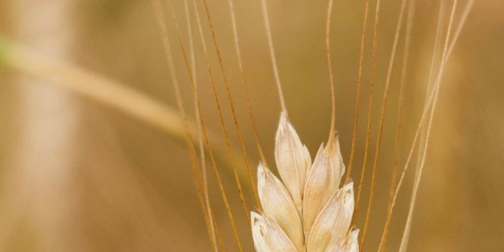HLAVNÍ PILÍŘE NAŠÍ PRÁCE EKOLOGICKÁ PRODUKCE Pěstujeme široké spektrum plodin, chováme hospodářská zvířata včetně zpracování surovin na bio potraviny OBNOVA KRAJINY Chráníme životní prostředí a