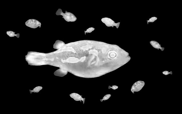 Ondinea Biotope Aquarium Design Contest 2018 úvodník