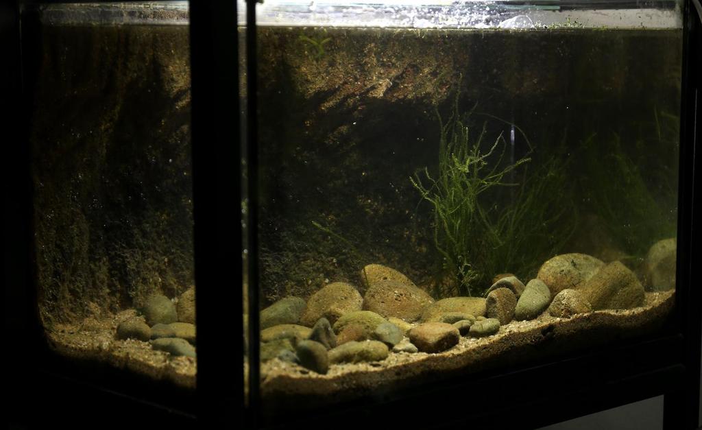 Akvárium, číslo 44 e-akvarium.cz ryby jsem se na větší údržbu, tak jsem u něj výměnu vody vynechávala.