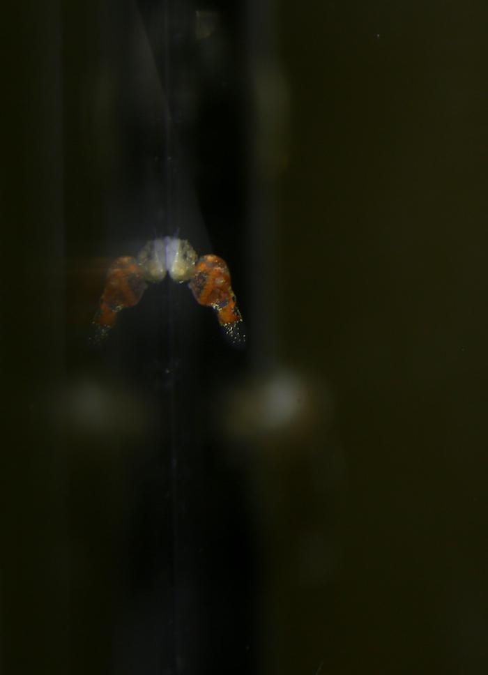Akvárium, číslo 44 e-akvarium.cz ryby Detail larvičky krátce po vylíhnutí. Zpočátku je hodně nevyvinutá a skoro vůbec se nehýbe. Barva jiker se od čiré postupně mění v jasně rezavou.
