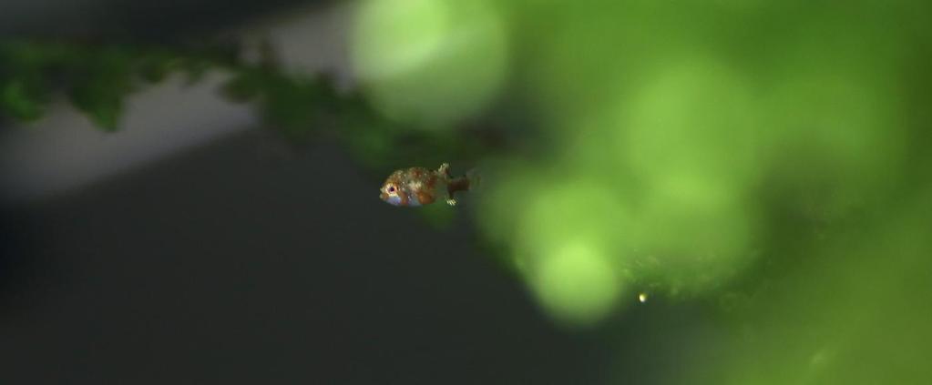 Akvárium, číslo 44 e-akvarium.cz ryby Tři dny od vylíhnutí larva viditelně povyrostla. Vypadá spíš jako nějaká mořská rybka lemovaná krajkou.