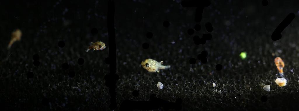 Tak hodně stačila narůst oproti rezavé larvičce vpravo, která se vylíhla teprve teď.