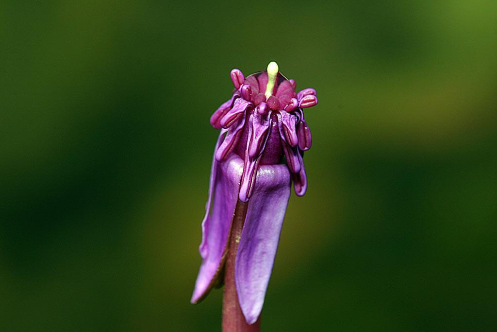 Akvárium, číslo 44 e-akvarium.cz rostliny Květ Nymphaea ondinea (Ondinea purpurea). (Foto: Dave Wilson) Barclaya vs.