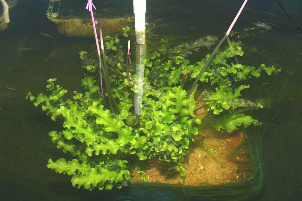 Akvárium, číslo 44 e-akvarium.