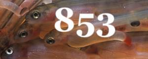 ..26 Bezobratlí: Chov krevet rodu Neocaridina na Tchaj-wanu...32 Zajímavosti: Novinky z rybího světa...37 Vědecká abeceda: J...40 Akvafoto: Není to ono? Nepostojí a nepostojí.