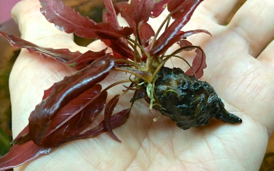 Akvárium, číslo 44 e-akvarium.cz rostliny Tato voda měla nulové množství živin. (Foto: Graeme White) Semenáček Nymphaea ondinea. Elegantní důkaz, že klíčí i v akváriu.