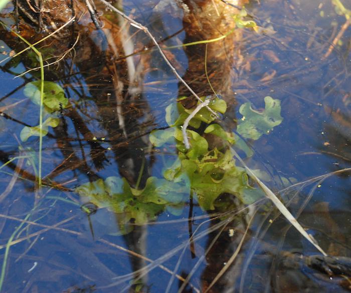 purpurea roste v řekách, do kterých padají uhlíky z požárů, viz odkaz č. [2]. Připojuji i odkaz na mapu výskytu, kterou dohledal Pavel: https://florabase.dpaw.wa.gov.