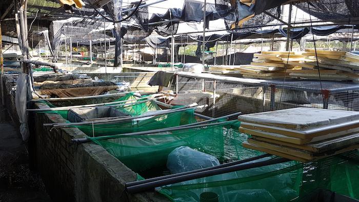Akvárium, číslo 44 e-akvarium.cz bezobratlí Velkoobchod a doprava Krevety z tchaj-wanského chovu, které jsou k dispozici na trhu, absolvují mnohem delší cestu, než by se původně mohlo zdát.