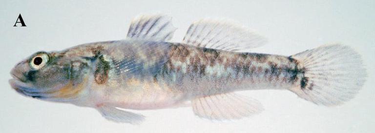 Rhinogobius tyoni, holotyp, samec, 37 mm SL. (Foto: T. Suzuki, zdroj: [5]) A. psammophila, dominantní samec z dolního toku Río Atabapo, fotografovaný v akváriu.