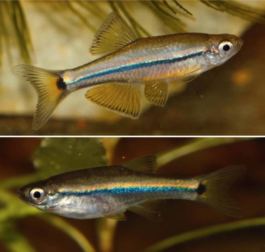Akvárium, číslo 44 e-akvarium.cz zajímavosti Potok Rach Hoi Da, typová lokalita T. kuehnei. (Foto: J. Kühne, zdroj: [6]) Tanichthys kuehnei, nahoře samec, 25 mm SL; dole samice, 22 mm SL. (Foto: J. Kühne, zdroj: [6]) Druh T.