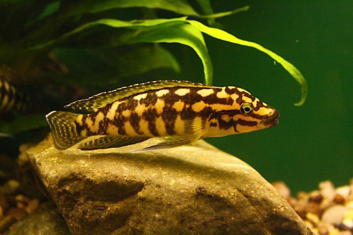Akvárium, číslo 44 e-akvarium.cz zajímavosti Julidochromis marlieri.