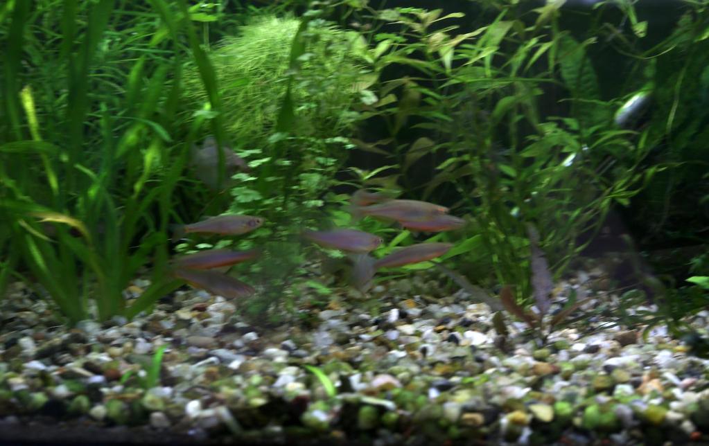 Akvárium, číslo 44 e-akvarium.cz akvafoto Není to ono?