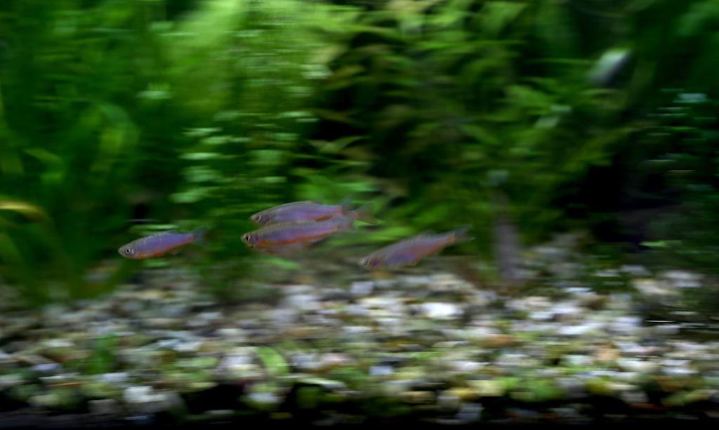 Akvárium, číslo 44 e-akvarium.cz akvafoto Tady bylo použito úplně stejné nastavení jako u první fotografie: ISO 400, f/8, 1/20 s. To je velmi dlouhý čas na to, abychom pořídili ostrý snímek.