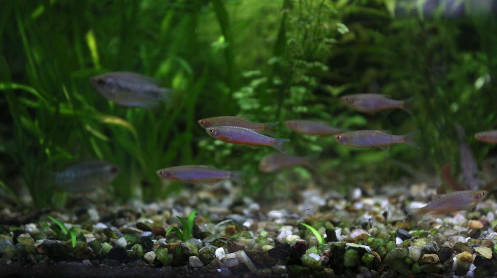 Pozadí je kvůli tomu víc rozmazané, ale takovým způsobem, že to zvýrazňuje akci, dynamiku. Pokud je aspoň jedna z ryb slušně ostrá, tak to není úplně k zahození do koše.