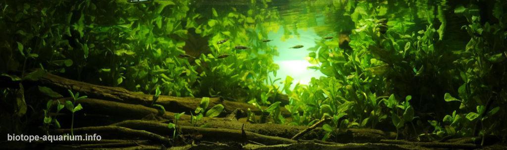 Soutok řek Kumaradhara a Netravati, nedaleko města
